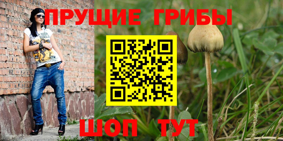 Галлюциногенные грибы Psilocybe Артём